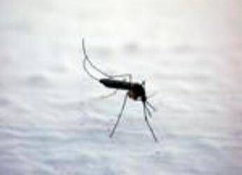 Dengue, Chikungunya, West Nile: le differenze tra infezioni ‘da zanzara’