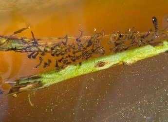 West Nile, l’esperta: “Il virus ‘viaggia’ sulla zanzara Culex e circola anche al Sud”