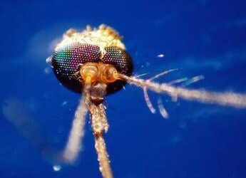 Dalla Dengue al West Nile, quale zanzara le trasmette: come riconoscerle