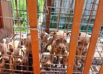 In gabbia sotto il sole, a Lecco salvati 10 cuccioli di pitbull amstaff