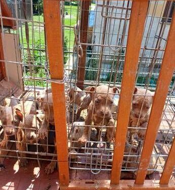 In gabbia sotto il sole, a Lecco salvati 10 cuccioli di pitbull amstaff