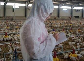 Pollo allevato sano e senza antibiotici, primi risultati sperimentazione italiana ‘In Ovo’