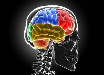 Scoperto nuovo meccanismo sviluppo sclerosi multipla, studio italiano