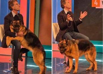 Pitbull attacca padrone e viene ucciso, il veterinario: “Cane non educato diventa problema”