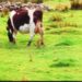 Aviaria, trovati anticorpi in una mucca nei Paesi Bassi: prima volta fuori dagli Usa