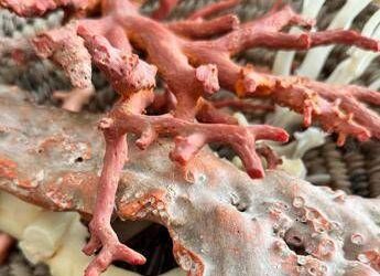 Ambiente, il corallo come ponte tra Italia e Tunisia: a Torre del Greco workshop su filiera