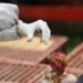 Aviaria, in Lombardia primo caso umano di A H9N2 rilevato in Europa