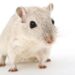 Cavie virtuali al posto degli animali, l’Agenzia europea del farmaco pronta a testare nuovo metodo