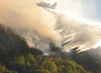 Clima e foreste europee: incendi, tempeste e infestazioni in aumento