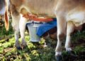 Latte crudo e batteri, le regole per non correre rischi