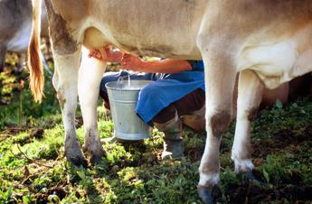 Latte crudo e batteri, le regole per non correre rischi