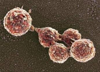 Cellule “zombie” in laboratorio, la scienza riesce a riportare in vita cellule morte