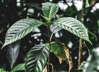 Droghe, esplode l’uso di kratom negli Usa: segnalazioni cresciute di 65 volte in un decennio