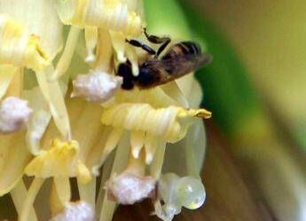 Clima, infrastrutture verdi per la tutela degli impollinatori ﻿