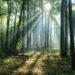 Il clima cambia le foreste, lo scenario al 2100