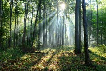 Il clima cambia le foreste, lo scenario al 2100