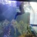 Il mare in laboratorio, un ecosistema in miniatura per produrre plancton