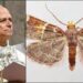 Scoperta una nuova falena, il suo nome è una dedica a Papa Leone