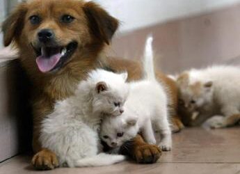 Acqua sempre disponibile e attenzione a superfici calde, 5 consigli per proteggere cani e gatti in estate