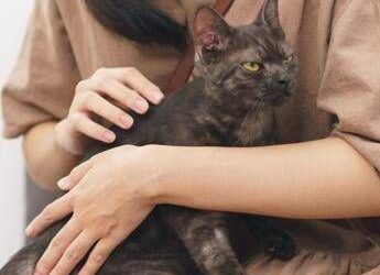 Asma nei bambini, uno studio assolve i gatti: “Nessun rischio da convivenza con i mici”