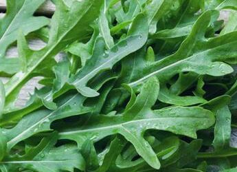 Dalla rucola un aiuto contro obesità e glicemia alta, lo studio
