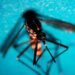 Estate, allarme zanzare: “Con caldo ciclo più rapido e rischio Dengue-West Nile”