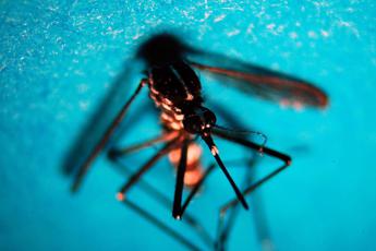 Estate, allarme zanzare: “Con caldo ciclo più rapido e rischio Dengue-West Nile”