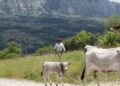 In Basilicata torna ‘Sirino in transumanza’﻿