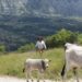 In Basilicata torna ‘Sirino in transumanza’﻿
