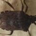Malattia di Chagas spaventa l’America Latina, circa 6 mln convivono con l’infezione parassitaria