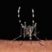 Da zecche a zanzare rischio virus in vacanza, Bassetti: “Non solo in Paesi esotici”
