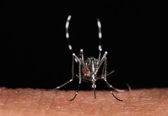 Da zecche a zanzare rischio virus in vacanza, Bassetti: “Non solo in Paesi esotici”