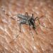 L’Oms lancia l’allarme, il virus West Nile cresce in Europa, 21 casi in Italia