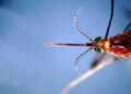 West Nile, pediatri: “Nei bimbi rara ma è importante prevenire le punture di zanzara”