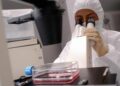 WorldPride, timori autorità sanitarie per la dermatofilosi, cos’è e come si trasmette