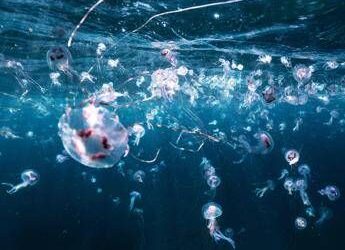 Bimbi in vacanza tra caldo record e punture di zecche e meduse, i consigli dell’esperta: “Ecco quando andare in ospedale”