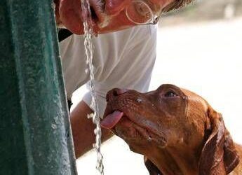 Caldo in Italia, oggi ancora 4 città da bollino rosso: quali sono i capoluoghi più roventi