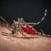 Cos’è la malaria, la ‘febbre palustre’ portata dalle zanzare che ora spaventa la Germania