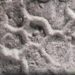 Il mistero del Paleodictyon: ecco chi disegna esagoni nei fondali marini da mezzo miliardo di anni