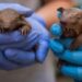 Lebbra, casi in aumento in Florida e l’armadillo torna sotto i riflettori