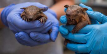 Lebbra, casi in aumento in Florida e l’armadillo torna sotto i riflettori