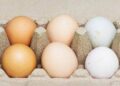 Uova bianche o marroni, quali sono migliori? Ecco cosa dice la scienza