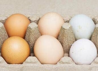 Uova bianche o marroni, quali sono migliori? Ecco cosa dice la scienza