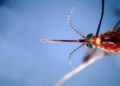 West Nile, infezioni in crescita: 312 casi confermati e 13 decessi da inizio anno