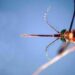 West Nile, infezioni in crescita: 312 casi confermati e 13 decessi da inizio anno