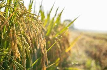 Agroalimentare, Ismea: superati sistema dei bandi per finanziamenti a condizioni di mercato