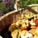 Alimenti: torna la raccolta di funghi, tossicologo Mannaioni ‘controllateli sempre’