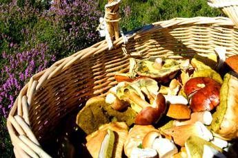 Alimenti: torna la raccolta di funghi, tossicologo Mannaioni ‘controllateli sempre’