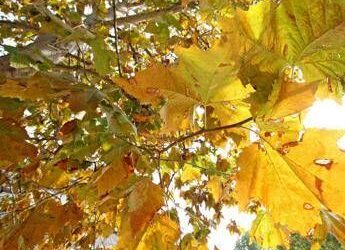 Entra l’autunno, dall’immunologo le 10 regole a tavola per ‘rieducare’ l’organismo