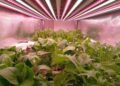 Il CNR scopre come aumentare la vitamina B9 con la luce negli ortaggi a foglia